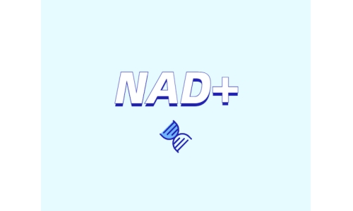 選擇NMN還是NR？