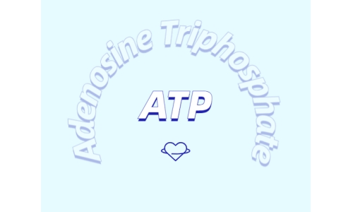 ATP 補充劑有什么作用？